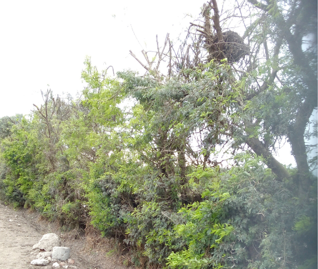 Actividades de paisajística y mantenimiento del cerco vivo del Parque